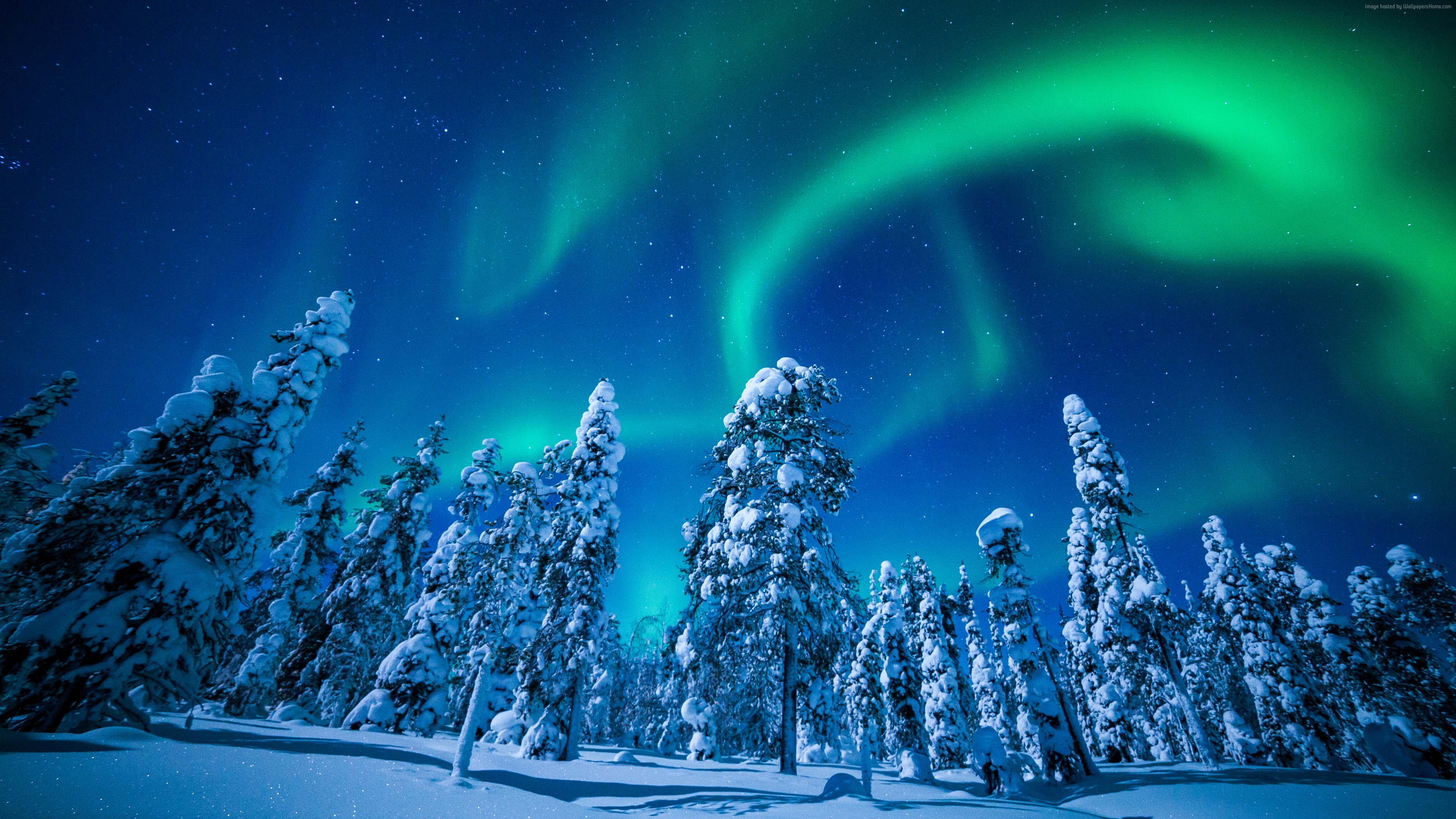 Wallpaper Lapland, Finland, winter, snow, tree, night, northern lights, 5k, Travel
